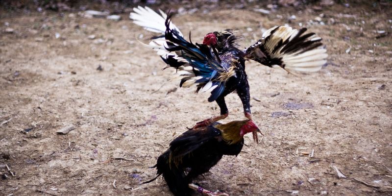 Giới thiệu về đá gà SOC88 và sự phát triển của đá gà trực tuyến