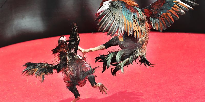 Hệ thống cược và tỷ lệ trong đá gà SOC88