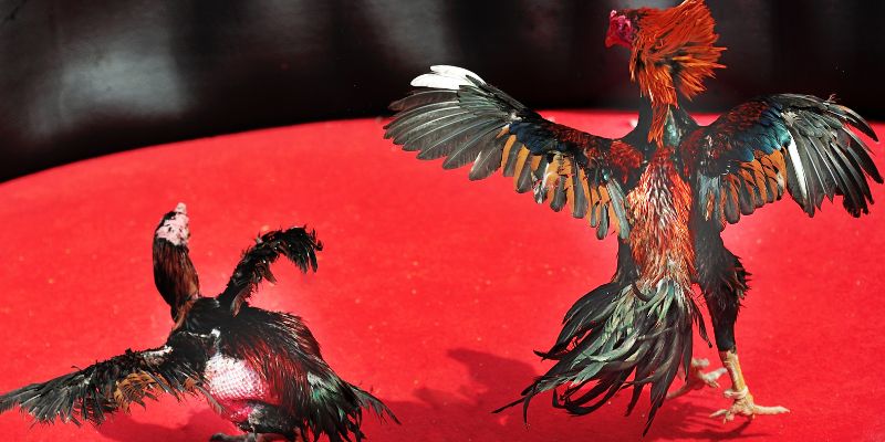 Hướng dẫn chơi đá gà thomo Campuchia hiệu quả tại SOC88